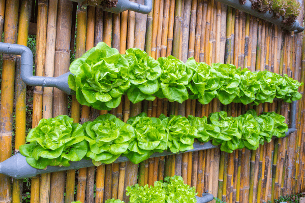 Agricultura Vertical