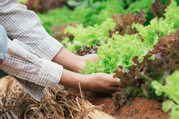 Agricultura Orgânica